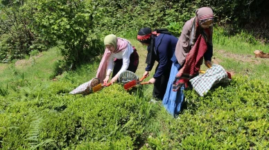 Konyalı öğrenciler Of’ta çayı yakından tanıdı