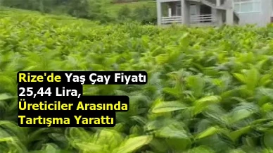 Rize'de Yaş Çay Fiyatı 25,44 Lira, Üreticiler Arasında Tartışma Yarattı