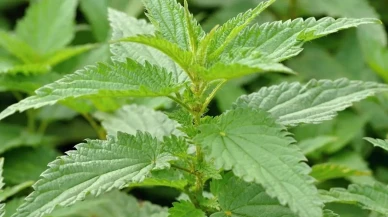 Gizli Şifa Kaynağı Isırgan Otu Vücudu Nasıl Yeniliyor? Isırgan Otu Neden Her Evde Bulunmalı?