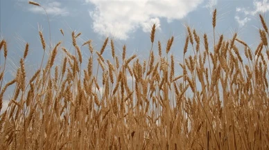 TMO, buğday ve arpa alımlarına 12 Mayıs'ta başlayacak