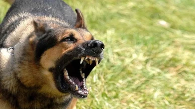 Yıldız Teknik Üniversitesi'nde 20 köpeğin saldırısına uğrayan öğrenci, güvenlik önlemlerini sorguladı