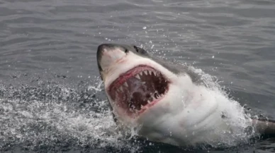Sidney’de sörfçü köpek balığı saldırısında öldü