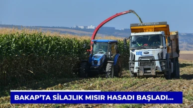 BAKAP’ta silajlık mısır hasadı başladı...