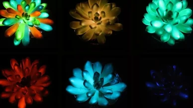 Avatar gerçek oluyor: Çin’de parlayan bitkiler üretildi