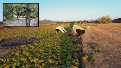 Gün doğumuyla mesai başlıyor, nöbet sistemiyle hasat sürüyor!