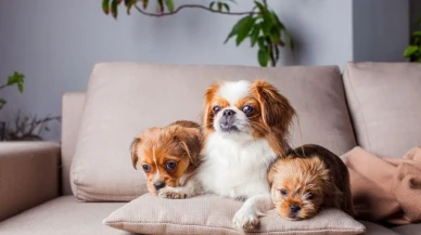 Köpek Sahipleri İçin Yeni Vergi Uygulaması Hayata Geçiyor!