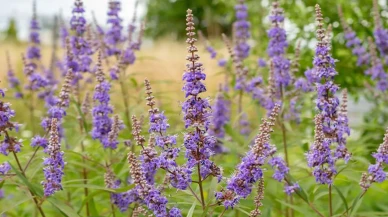 Menopoz Döneminde Rahatlama İçin Hayıt Tohumu Kullanım Kılavuzu
