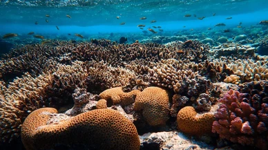 Mercanların Küresel Ekosistemdeki Hayati Rolü