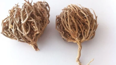 Meryem Ana Otu: Doğum Sürecine Destek Olacak Faydaları