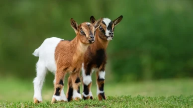 Oğlakların Doğuşu: Bu Sevimli Yavruların Özellikleri ve Yaşamları