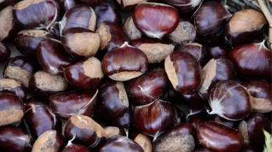 Kestane meyve mi, sebze mi, yemiş mi?