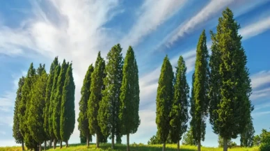 Servi ağacı nasıl ve nerede yetiştirilir?