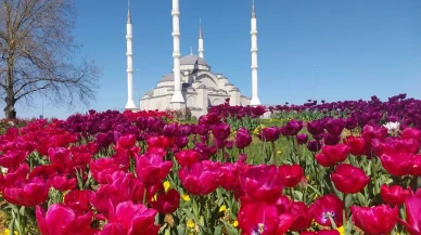 Trabzon'da 2025'te 1.3 milyon yeşil dokunun toprakla buluşması sağlandı