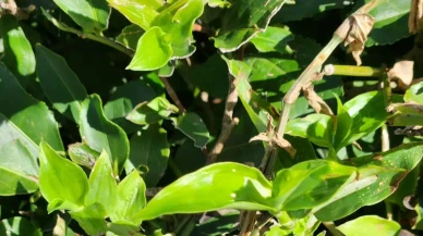 Çay Bahçelerinde 'Telgraf Otu' Tehlikesi Büyüyor