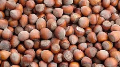 Rize'de fındık piyasası hareketli: fiyatlar belli oldu