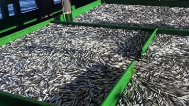 Rize’de Balık Tezgahlarında Fiyatlar Değişti