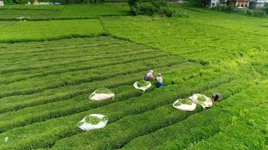 Rize Ekonomisi Neye Dayanıyor? Çaydan Turizme Şehrin Gelir Haritası