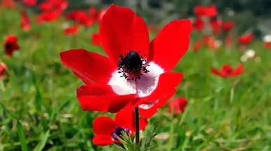 Cemrelerin Düşüş Tarihleri ve Havaların Isınma Beklentisi: Ne Zaman İlk Cemre Düşecek?