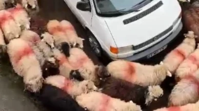 Koyunlar minibüs etrafında dönerek sosyal medyada ilgi odağı oldu