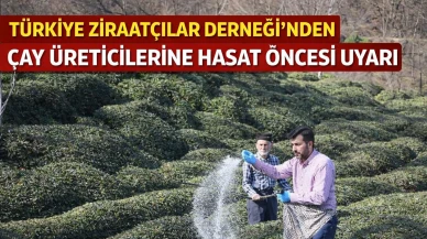 Türkiye Ziraatçılar Derneği’nden Çay Üreticilerine Hasat Öncesi Uyarı