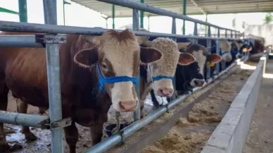 2026 Kurban Bayramı'nın Tarihi ve Tatil Süresi Belli Oldu!