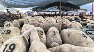 Kurbanlık Büyükbaş ve Küçükbaş Hayvan Fiyatları Belli Oldu