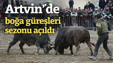 Artvin'de boğa güreşleri sezonu açıldı