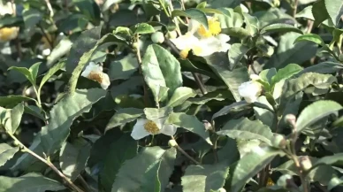 Karadeniz'in Yeni Altını Ortaya Çıktı: Kilosu 6 Bin TL'den Satılıyor, Talep Her Geçen Gün Artıyor