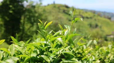 Karadeniz’de Çay Bahçesi Olanlar Bu Hakkı Bilmiyor: Devlet Desteklerinden Yararlanmak İçin Bu Şart Gerekiyor