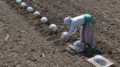 Çiftçinin En Büyük Zorluğu: Turfanda Karpuz Dikimi