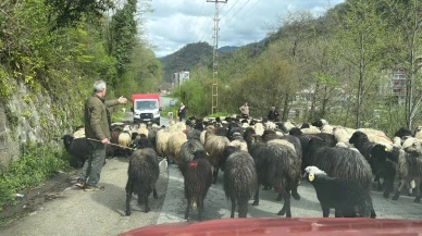 Yayla Göçü Başladı, Binlerce Kişi O Görüntüleri İzlemek İçin Bölgeye Geliyor