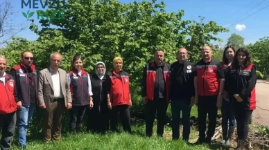 Fındıkta Tehlike: Dal Ucu Kuruması Sorunu Alarm Veriyor!