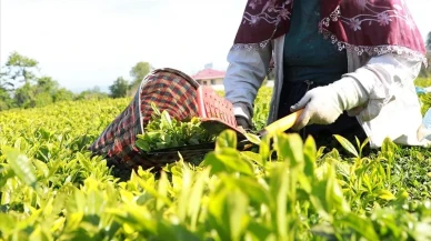 Çay Üreticileri Bu Tarihi Bekliyor: Destekleme Ödemeleri Ne Zaman Hesaplara Yatacak?