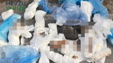 İzmir'de Şok Edici Keşif: Çöp Konteynerinin Yanında 33 Kedi Cesedi Bulundu