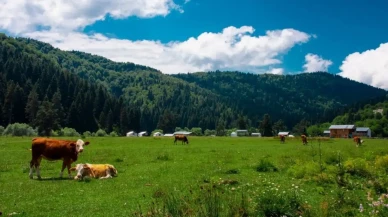 Uluyayla nerede? Uluyayla'ya nasıl gidilir, güzel mi?