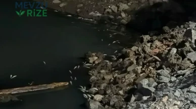Bakırköy Sahilinde Şok Edici Görüntü! Akşam Üzeri Binlerce Canlının Kıyıya Vurması Sonrası Ekipler Harekete Geçti