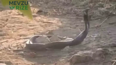 Siirt'te Görüntü Şaşırttı: İki Yılan Yavaş Yavaş Birbirine Sarıldı!