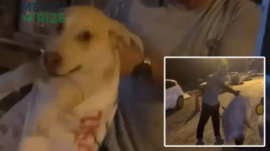 Hatay'da Sokak Hayvanlarına Yönelik İnsafsızlık: Çuvalda Bulunan Köpek Vatandaşlar Tarafından Kurtarıldı