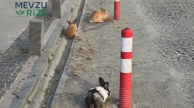 Atakum Sahili'nde Tavşanların İlginç Yürüyüşü Gözleri Üzerine Çekti