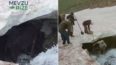 Erzurum'da Buzullarda Sıkışan Dana, Traktörle Kurtarıldı!