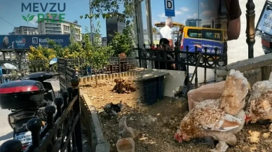 İstanbul'un Merkezinde Tavuk Cenneti: Kentin Göbeğinde Kümes Hayvancılığıyla Neşe Yayıyorlar!
