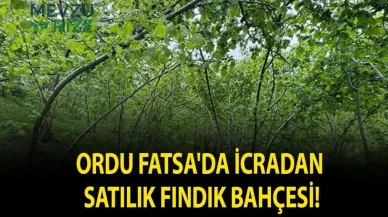 "Fatsa'da İcradan Fırsat: Satışa Çıkan Fındık Bahçesi!"