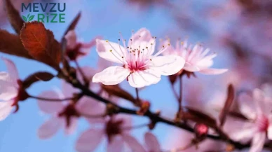 21 Mart Nevruz Bayramı Resmi Tatil Mi? Nevruz Bayramı Ne Zaman 2026?