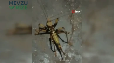 Elazığ'da Devasa Etçil Çekirge Keşfi: Köylüler Şaşkın!