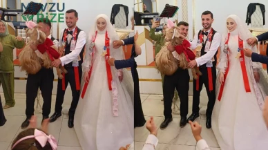 Trabzon'da Eğlenceli Takı Töreni: Gelin, Süslediği Keçiyi Damat Adayına Hediye Etti!