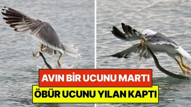Van Gölü'nde Doğa Üzerinde Dört Dörtlük Mücadele: Martı ile Yılan Arasında Yırtıcı Av Rekabeti