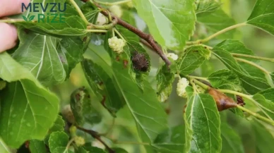 Karadeniz Bölgesi'nde Üç Ülkenin Birlikte Tarımsal İşbirliği Girişimi