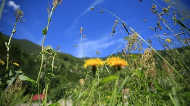 Rize'de Yetişen Çiçek Türleri: Karadeniz'in Rengârenk Doğal Hazineleri