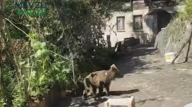 Bölgemizde güldüren olay! Evlerinin önüne gelen yavru ayıyı beslediler