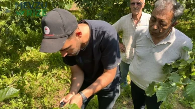 Düzce'de Kokarca Sorununa Çözüm: Samuray Arıları Doğaya Salındı